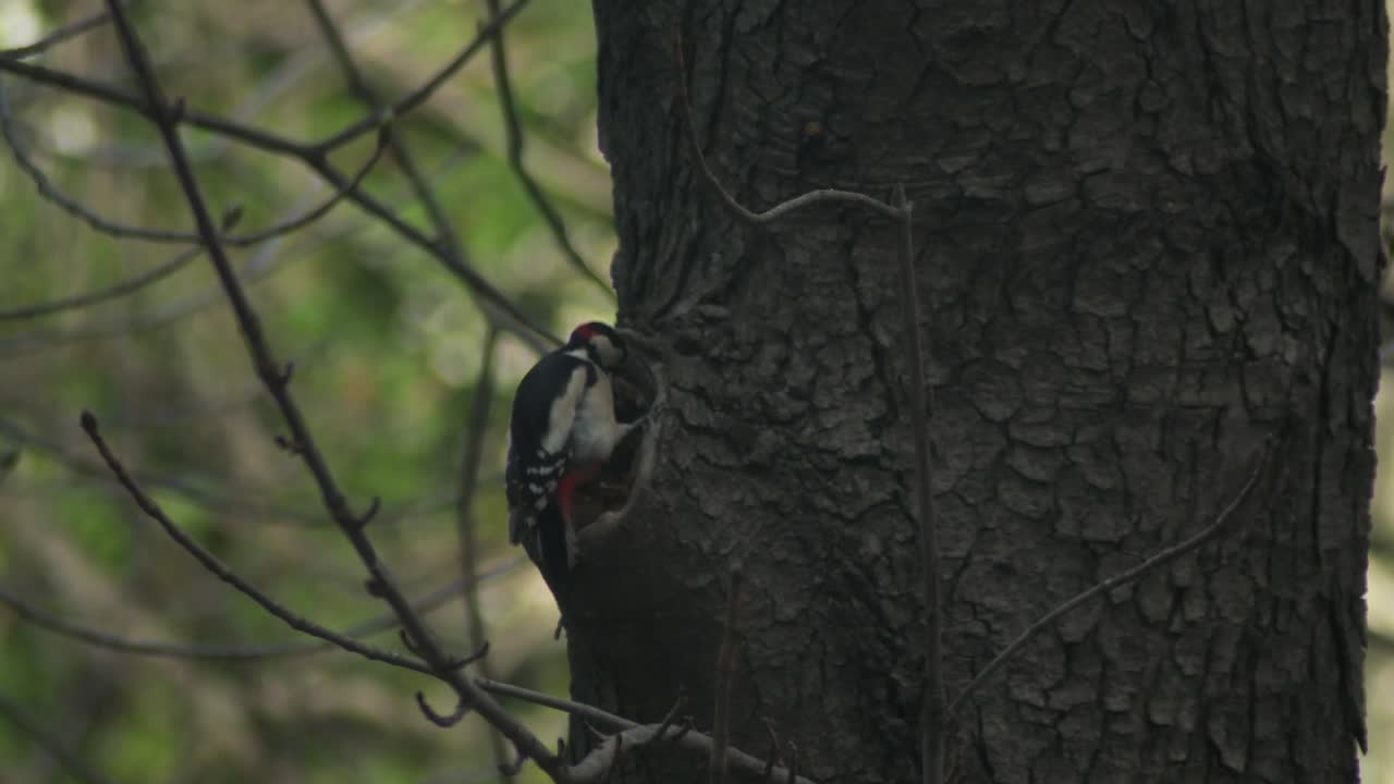 gran pájaro carpintero cincelado en una castaña y mirando alrededor