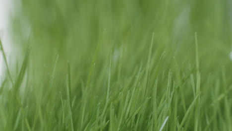 closeup shot of green grass swaying in the wind on football or soccer lawn