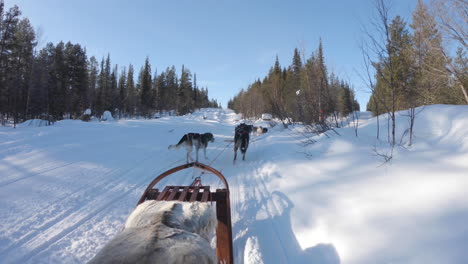 4k shot of a group of husky sled dogs pulling a sled through dense winter forest