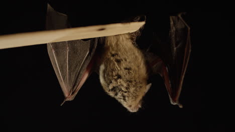 a brown bat isolated on black background