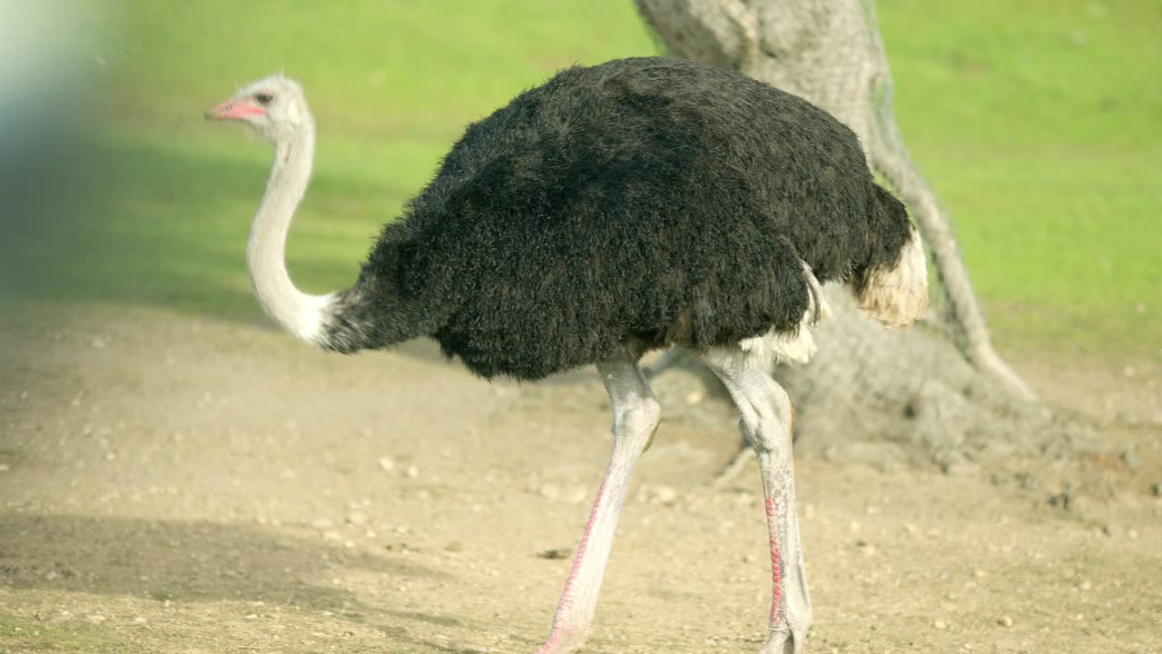 Ostrich walking in a field, showing its long neck