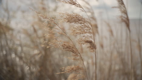 Detail-Von-Bluegrass-Am-Seeufer,-Das-Sich-Im-Wind-Bewegt