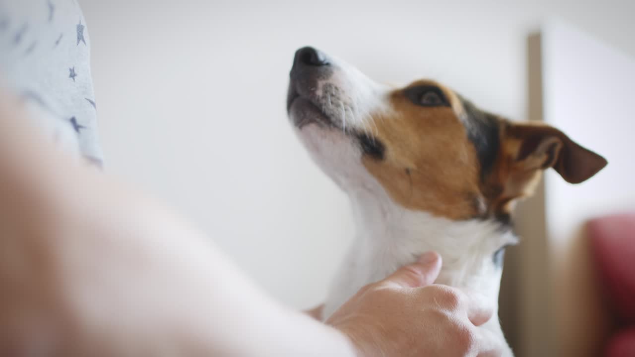 강아지 와 함께 있는 임신 한 여자