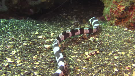 saddled snake eel searching for food on sandy bottom in ocean next to a coral block, occasionally looking into crevices