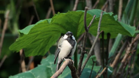 close-up of japanese tit bird resting perched on small twig under sunlight looking at camera and then jumps away -front view