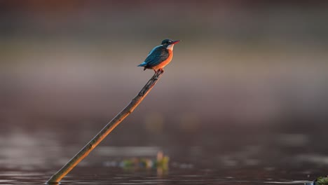 young common kingfisher perched in morning