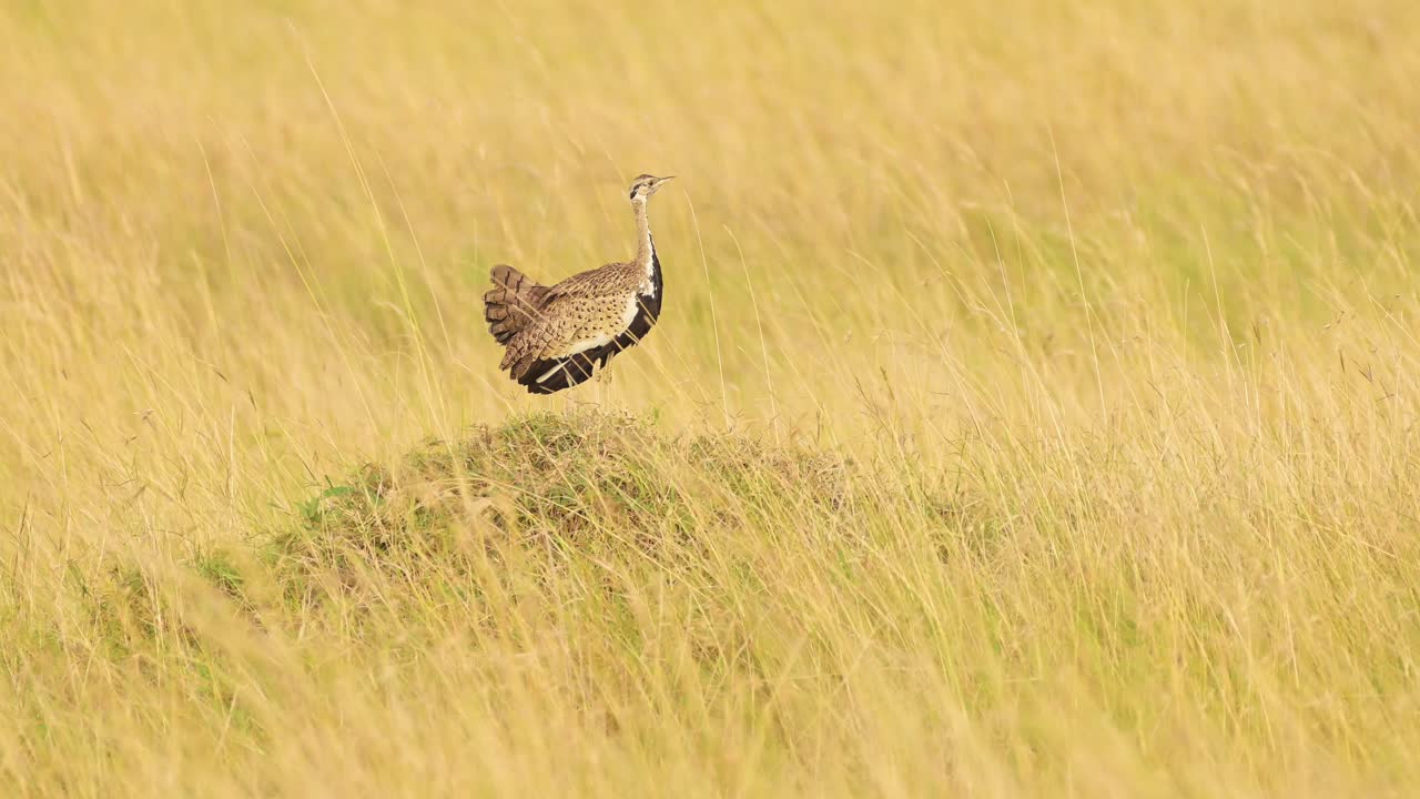 ave de avestruz de vientre negro en áfrica, aves africanas en la larga hierba dorada de la sabana en un safari de vida silvestre en masai mara, kenia, masai mara aves en las altas hierbas de la sabana