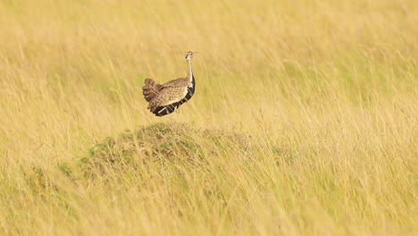 black bellied bustard bird in africa, african birds in long golden savanna grass on wildlife safari in masai mara, kenya, maasai mara birdlife in tall savannah grasses