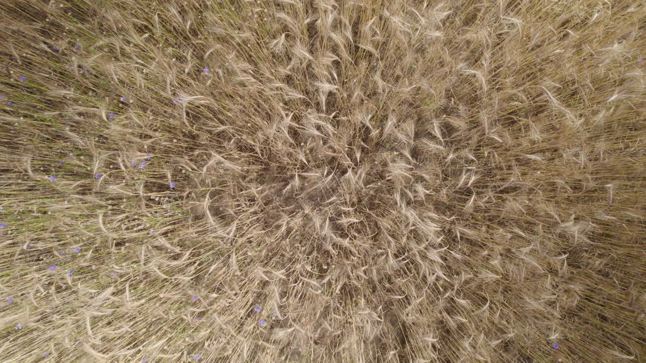 hierba de caña plumosa marrón alta balanceándose en el campo de verano