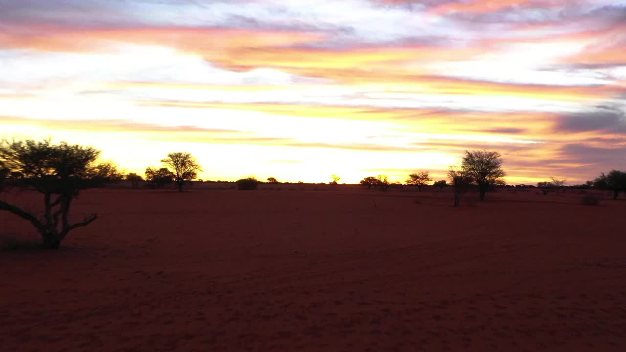 Flying with the drone over the desert of Namibia, Africa while sunset. Birds and trees in the picture.