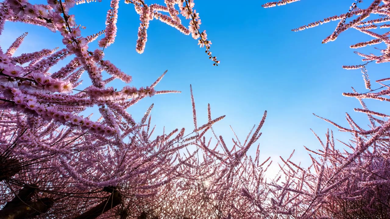 Clusters of soft pink blossoms and slender branches surround an open patch of blue sky while bright sunlight filters upward through foliage in a tranquil low-angle outdoor view.