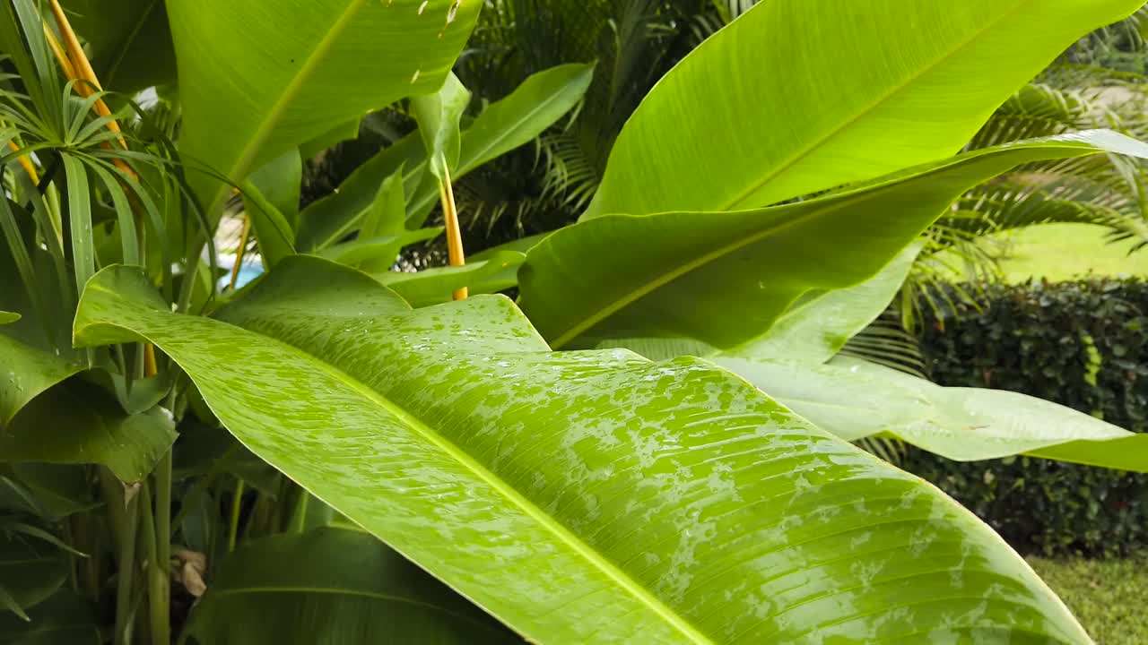 바람에 흔들리는 젖은 나뭇잎