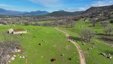 Flug-Mit-Einer-Drohne-Auf-Einem-Feld,-Auf-Dem-Man-Eine-Straße-Und-Herden-Sich-Bewegender-Schafe-Und-Kühe-Sieht,-Die-Auf-Grünem-Gras-Grasen,-Mit-Bergen-Im-Hintergrund-Und-Eichenwäldern-An-Einem-Winternachmittag-In-Avila,-Spanien