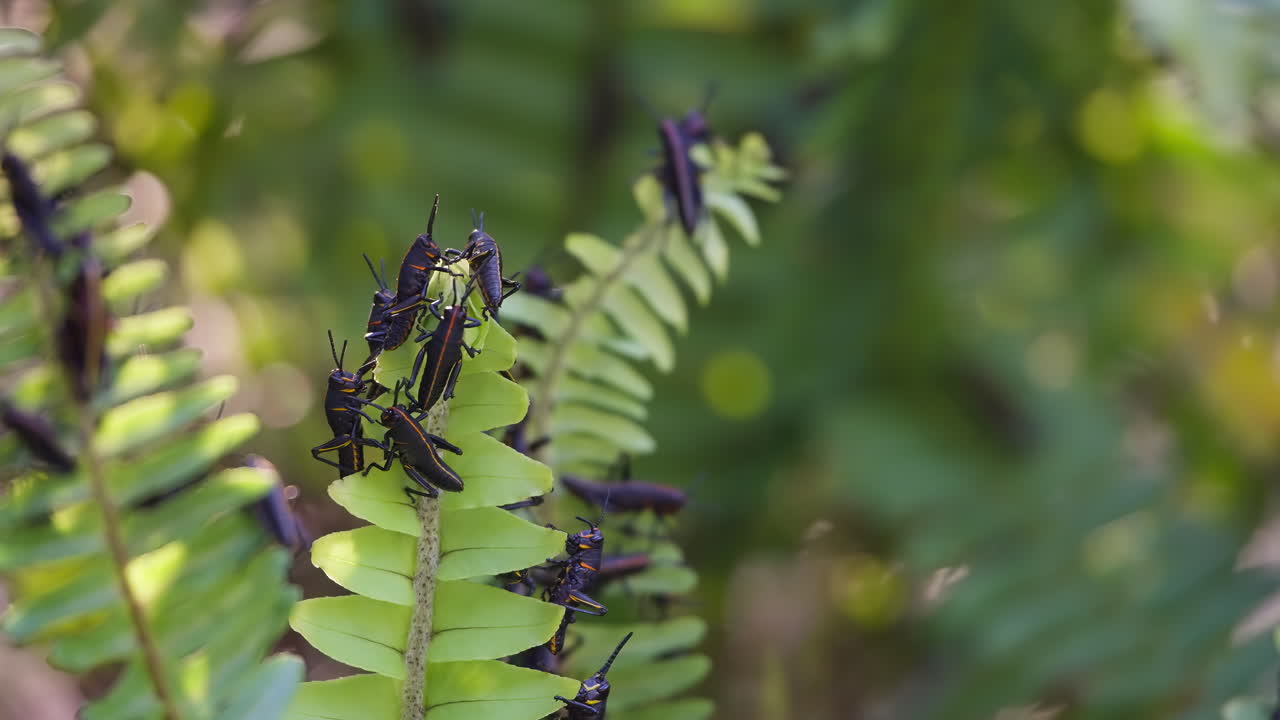 Lubber grasshoppers in detail clinging to fern leaf with backlit glowing background. Close up rack focus static shot