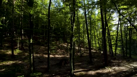 Drone-Aerial-Forest-Fly-Through-Beech-Trees-In-Early-Morning-Sunlight