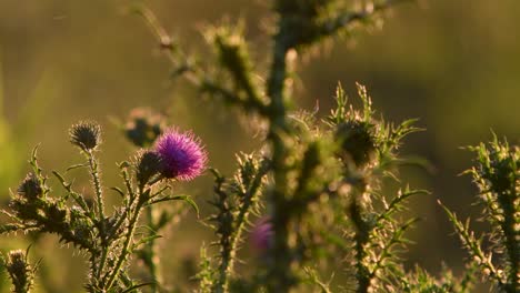 milk thistle backlit at sunset against a blurred background