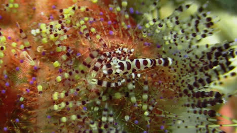 underwater shot of symbiosis between coleman shrimp and magnificent fire urchin, close-up