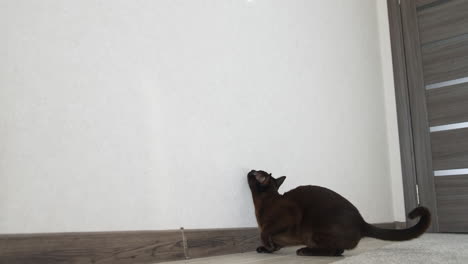 cat playing at home. energetic brown cat plays in the house while jumping at the wall