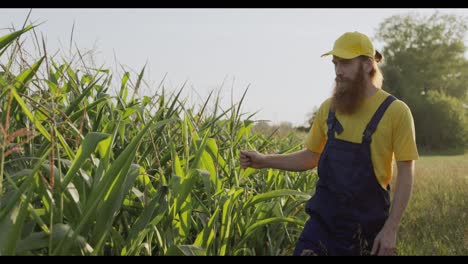 farmer inspecting corn plants