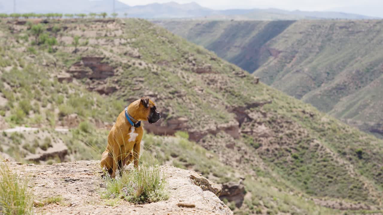 Boxer dog sitting on rocky edge looking over green valley landscape