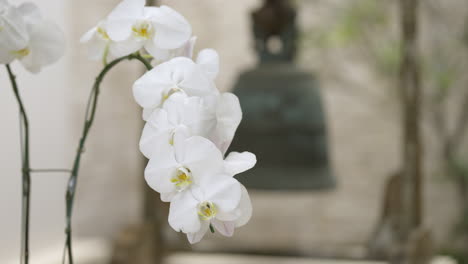 beautiful shot of white phalaenopsis orchid rack focus to traditional buddhist bell