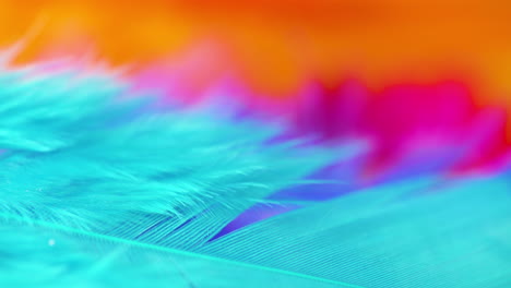 Rack-focus,-macro-close-up-on-brightly-colored-bird-feathers