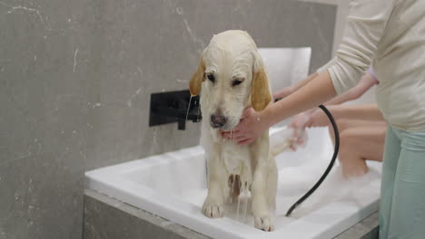 dog bath time