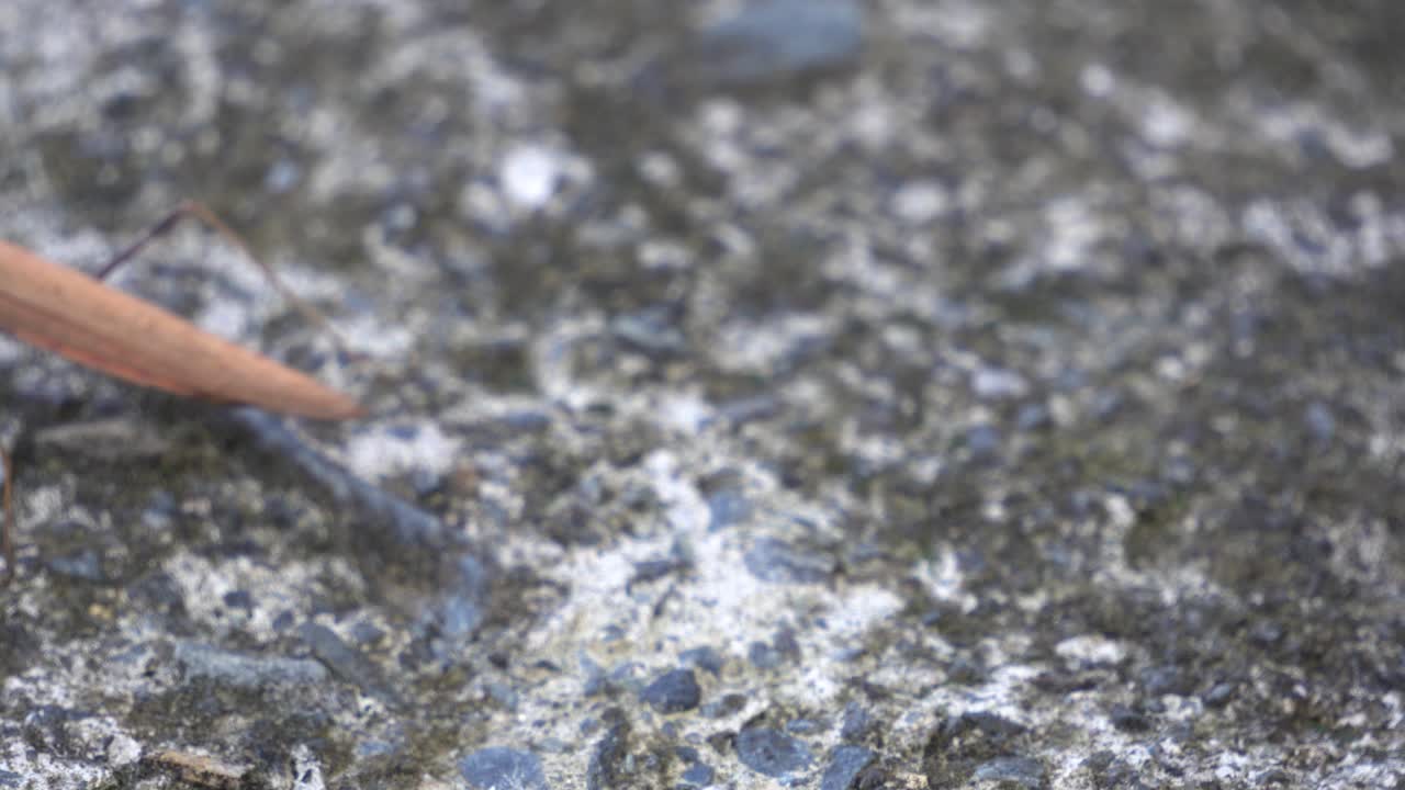 Brown Mantid from the Mantidae family of Mantises Move or Stir his Sharp Grasp Forelegs Looking in Front and Go Away, shallow focus. Praying mantis on a big stone front view