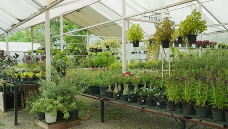 green plants for sale at the garden center. trees and flowers garden shop