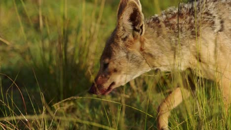 Slow-Motion-Shot-of-Close-shot-of-Jackal-face-with-blood-around-mouth-after-feeding-on-dead-antelope,-African-Wildlife-in-Maasai-Mara-North-Conservancy,-Nature-in-Masai-Mara-National-Reserve