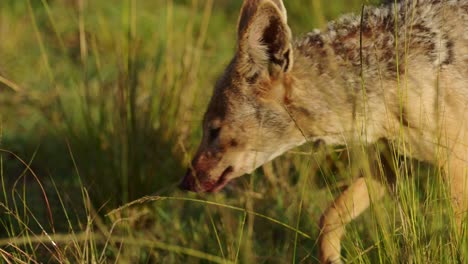 disparo en cámara lenta de disparo de cerca de la cara del chacal con sangre alrededor de la boca después de alimentarse de antílopes muertos, vida silvestre africana en la reserva nacional de masai mara norte, naturaleza en la reserva nacional de masai mara