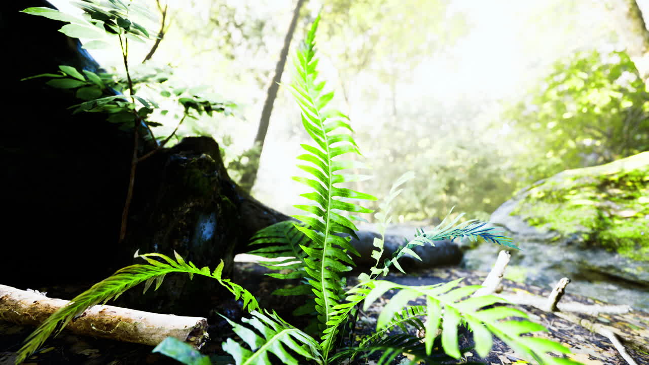 Lush greenery and vibrant ferns thrive in the tranquil forest sunlight