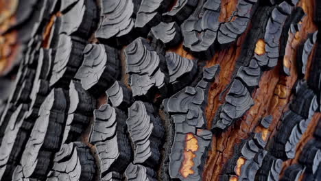 burnt tree bark