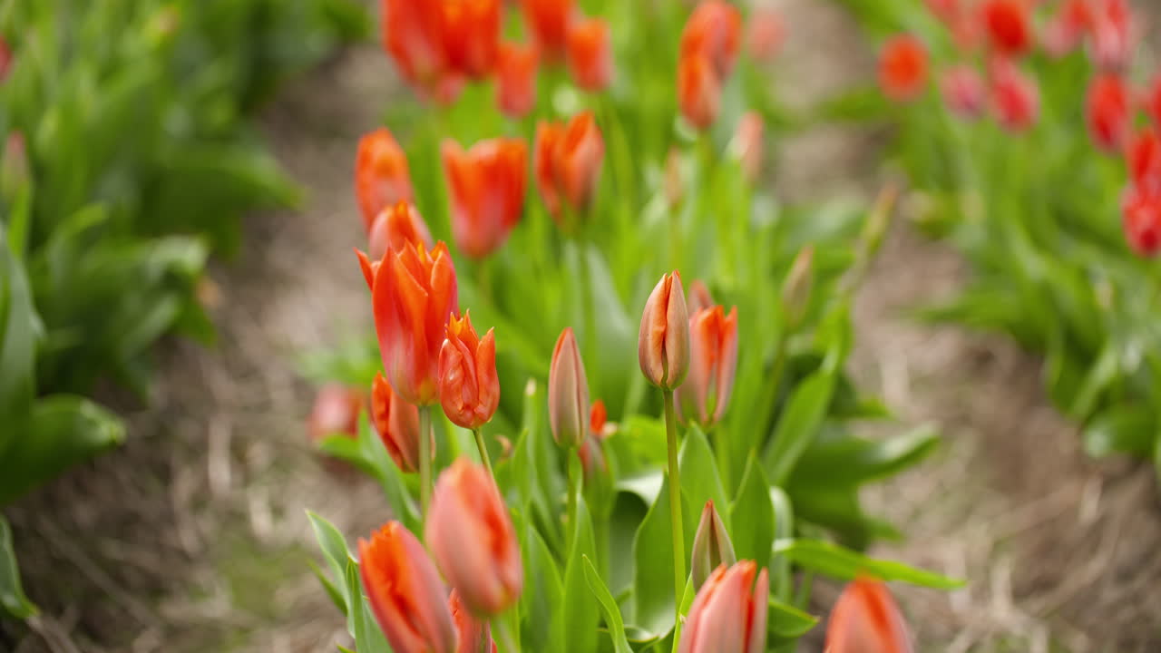 плантация тюльпанов в нидерландах сельское хозяйство 10