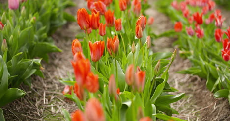 Tulpenplantage-In-Der-Niederländischen-Landwirtschaft-10