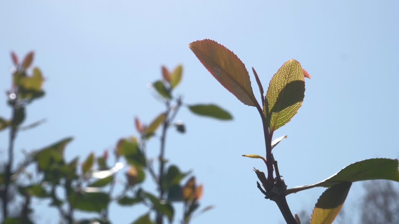 qat, kat, khat, 예멘 사람들이 매일 소비하는 식물, 일부는 예멘 사람들에게 저주로 간주합니다.