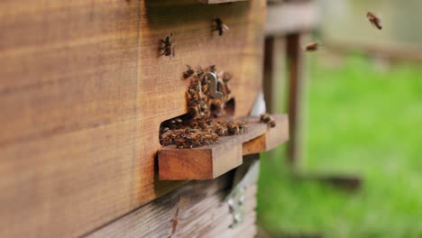 colonia de abejas de miel flotan y vuelan alrededor de la casa de madera, en cámara lenta