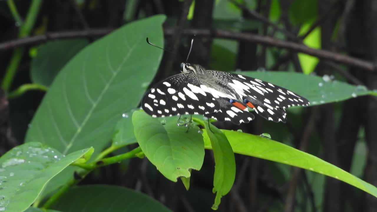 hermosa mariposa bajo la lluvia. hoja