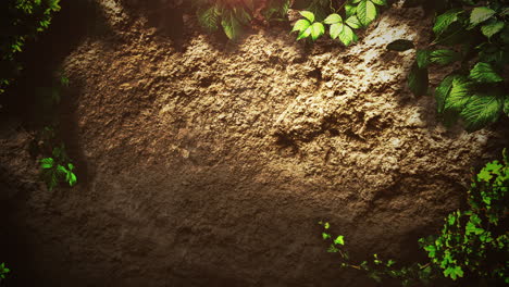tierra mística en el bosque