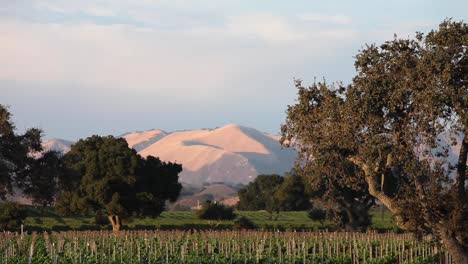 magic hour light on a beautiful hill and vineyard in the santa ynez valley ava of californiaís 1