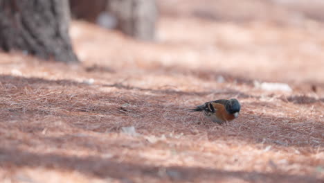 Brambling-bird-walking-on-ground-covered-with-pine-needles-foraging-pinoli-nuts-or-seeds-in-spring-park-in-Japan