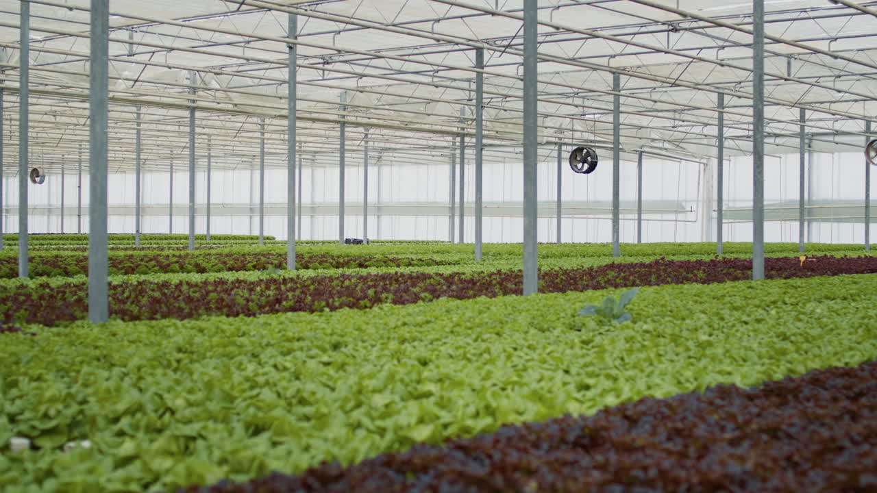 cultivo de lechuga en un invernadero
