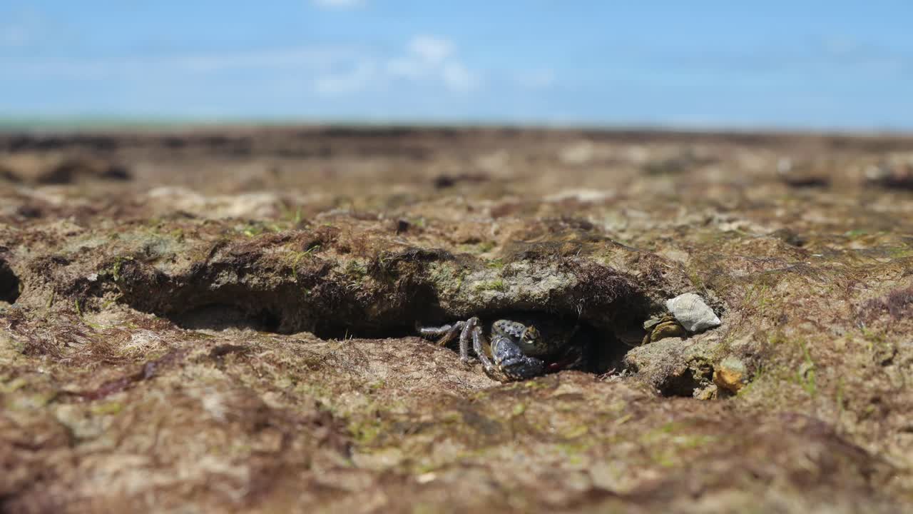 Close up static shot of crab exiting and entering its burrow on beach