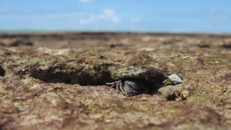 close up static shot of crab exiting and entering its burrow on beach