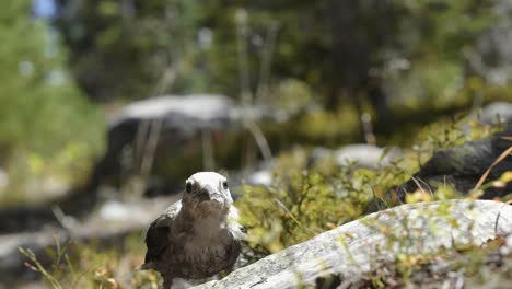 impresionante primer plano macro en cámara lenta de un pequeño pájaro parado en un pequeño camino de tierra y tratando de encontrar algunas semillas o insectos para comer en un cálido día soleado de verano en el bosque nacional utah uinta