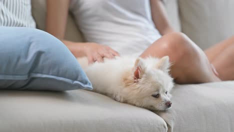 Hund-Und-Nicht-Wiederzuerkennende-Frau-Auf-Dem-Sofa