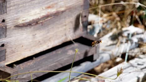 Asian-hornet-catching-bees-in-close-up-near-a-hive,-shot-in-slow-motion,-Aggressive-hornet-behavior