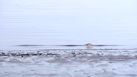 Einsamer-Schnepfevogel,-Der-Im-Sommer-In-Südirland-In-Der-Nähe-Von-Dublin-Auf-Dem-Ruhigen-Seewasser-Nach-Seiner-Beute-Sucht