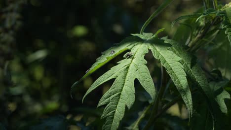 Close-up-view-of-a-lush-green-leave-of-ambrosia-peruviana,-Marco