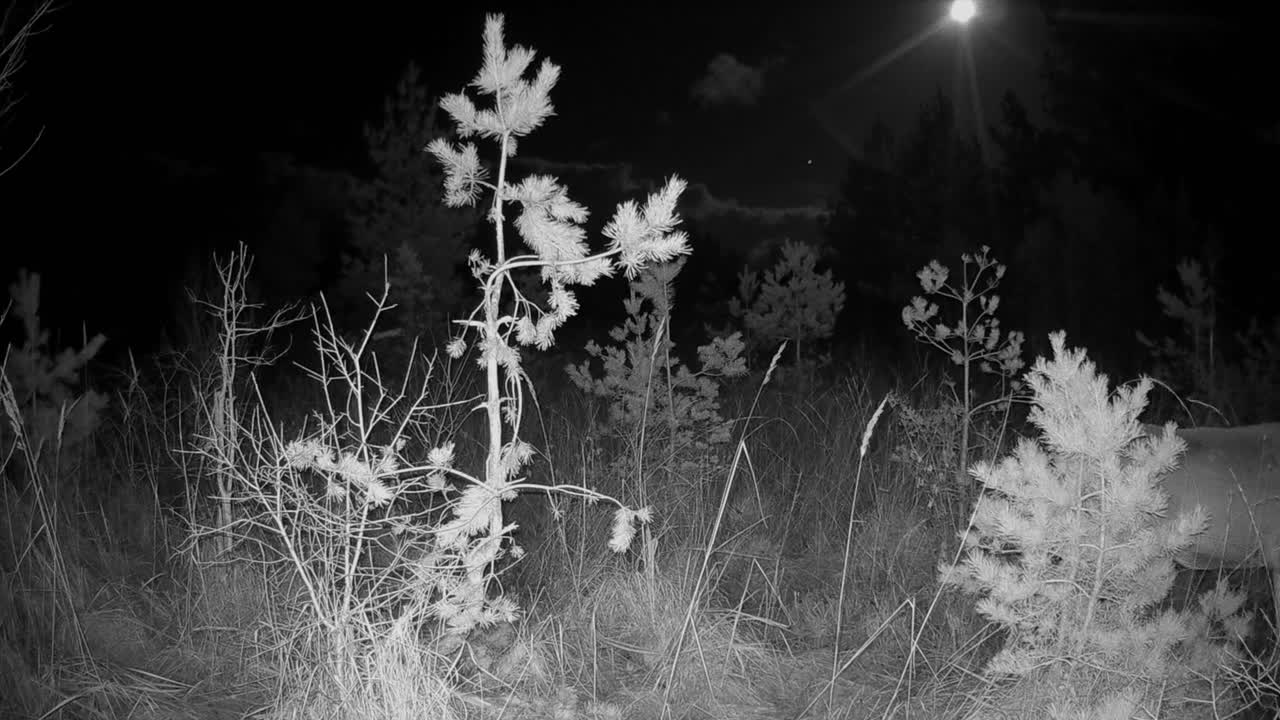 женщина-красный олень (cervus elaphus) гуляет под лунным светом. saaremaa, эстония.